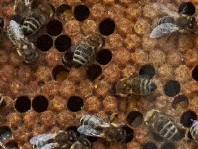 Méhekkel borított lép közelről, méhész kezében